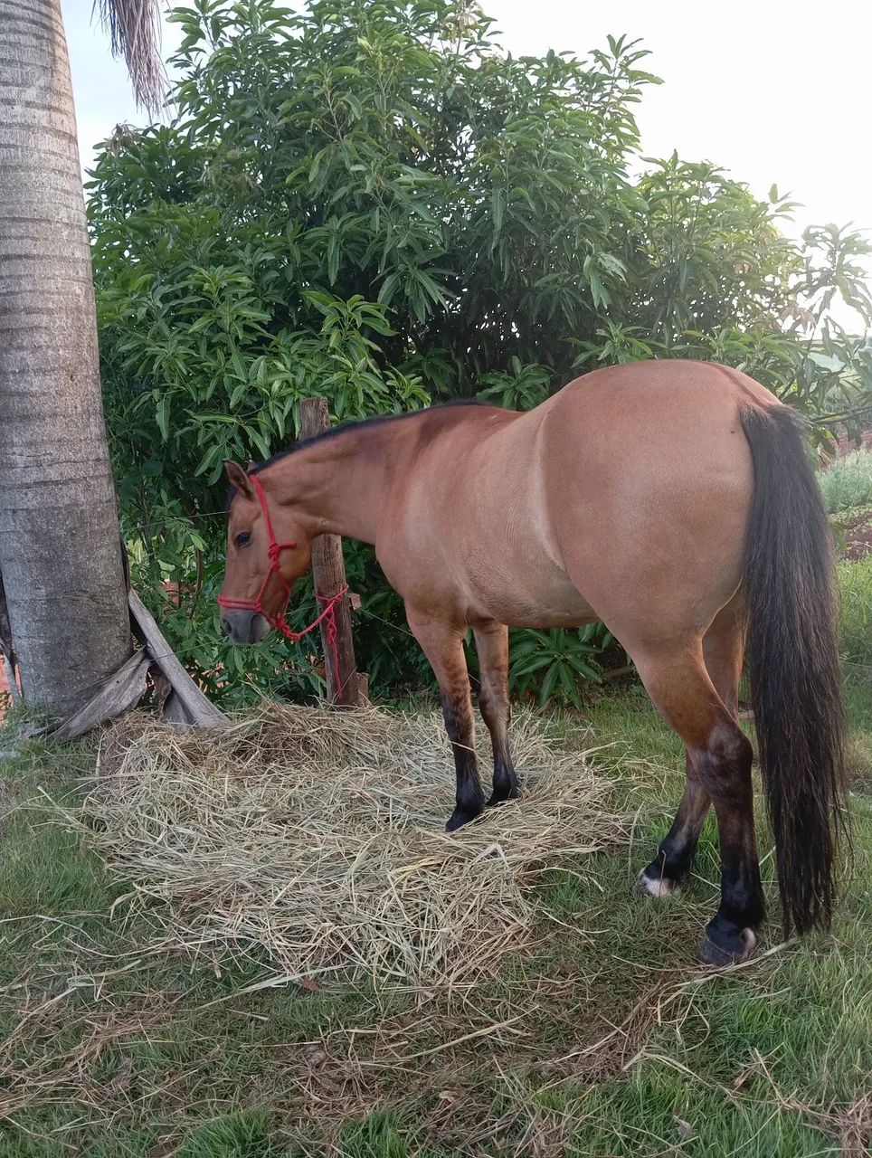 Cavalo crioulo