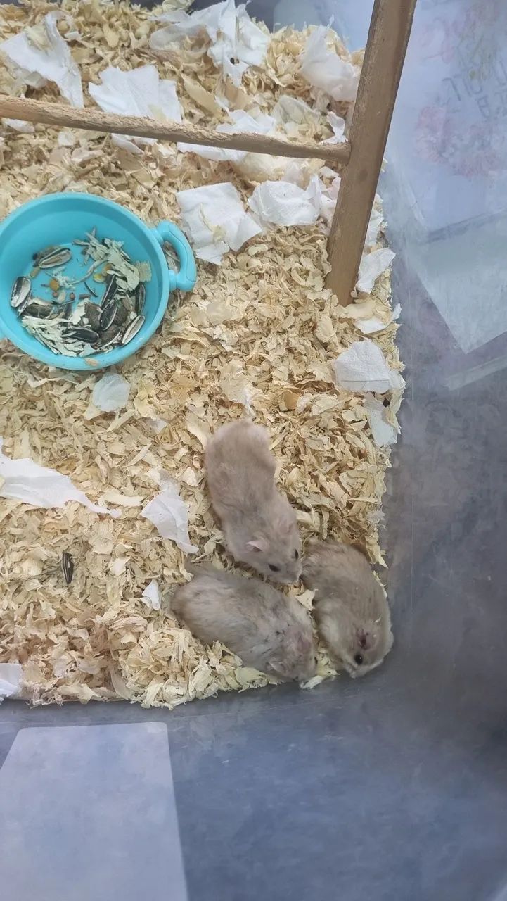Hamster Anão Russo  - Foto 3