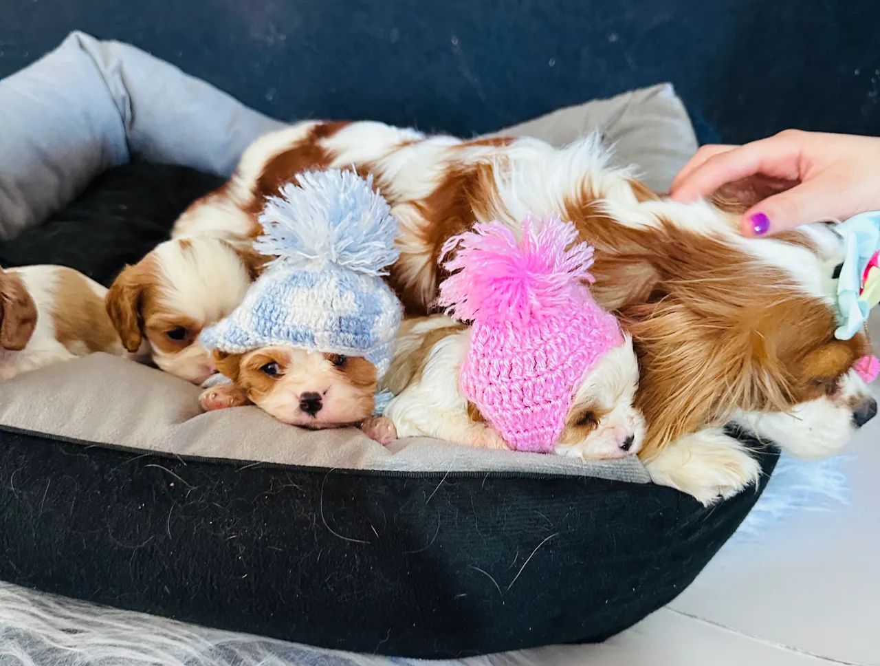 Cavalier king charles macho com pedigree Cbkc - Foto 2