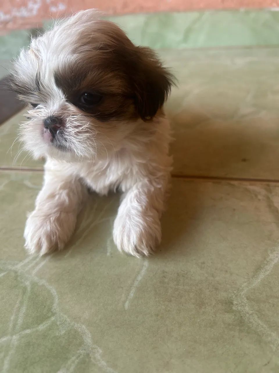 Shitzu macho mini 50 dias - Foto 3