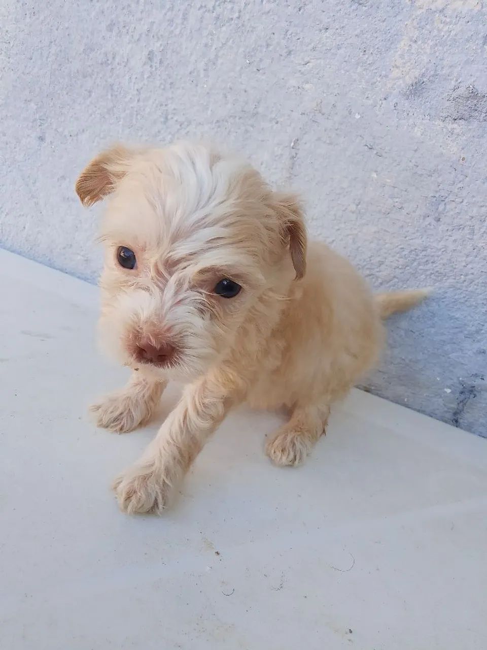 Vende,se filhotes de poodle ? - Foto 2
