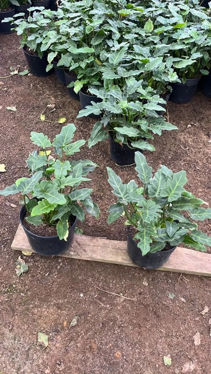 Plantas em geral  - Foto 5