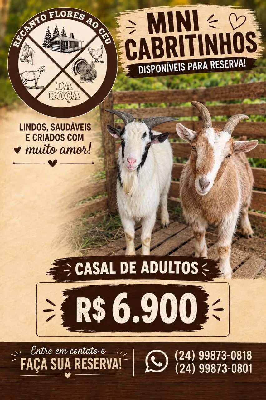 Casal de mini cabras a venda 