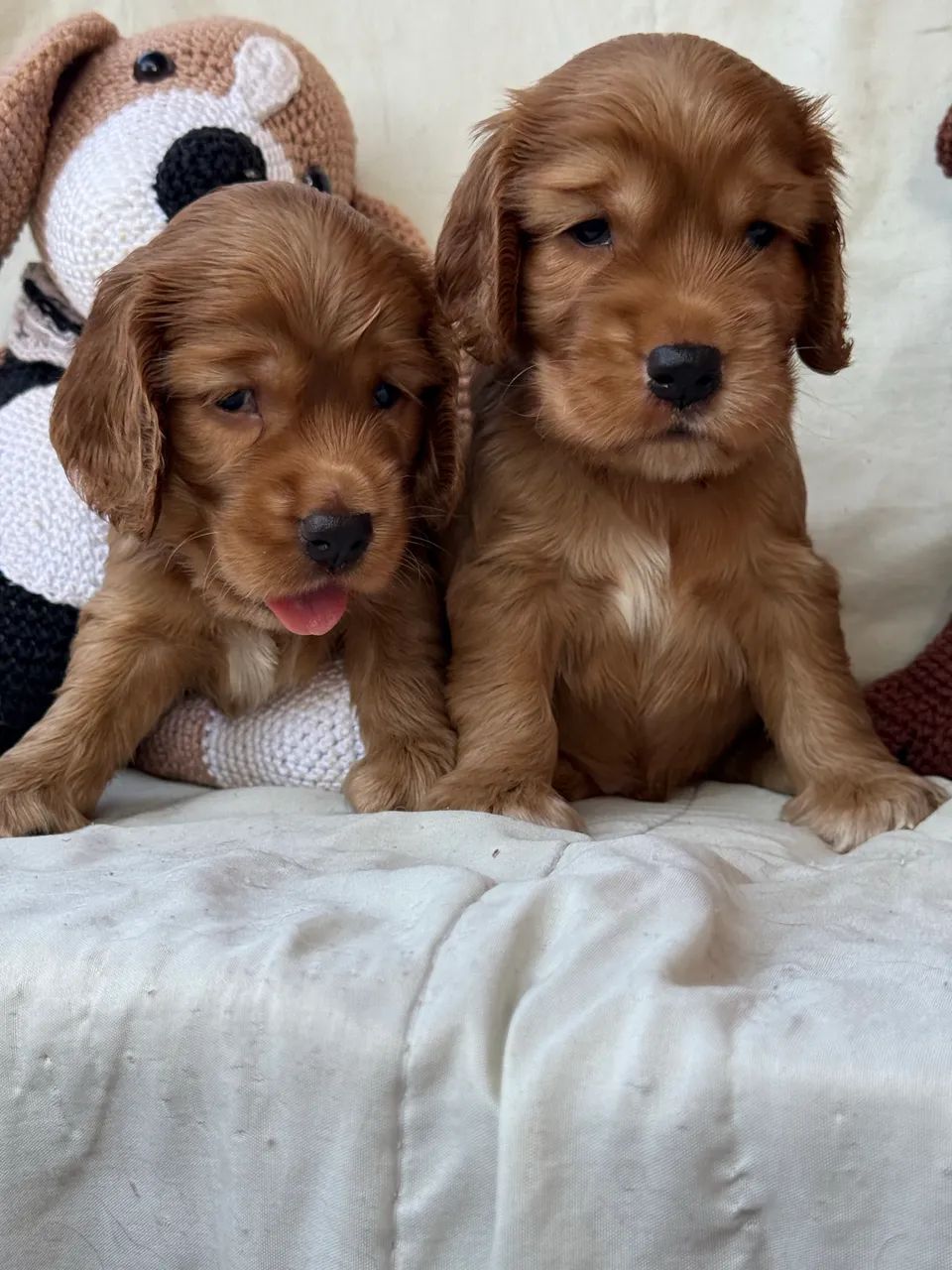 Filhotes de Cocker Spaniel Machos - Foto 3