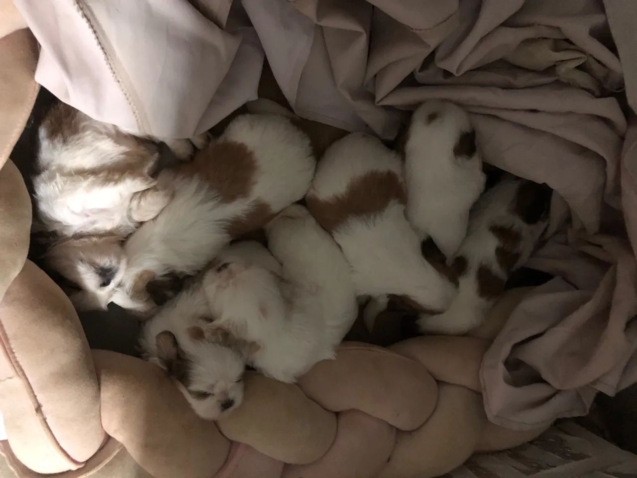 Cachorro  - Foto 3