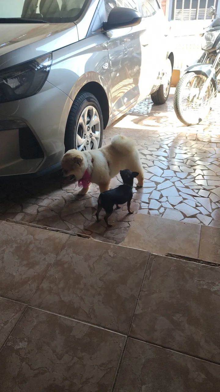 Cães  - Foto 2