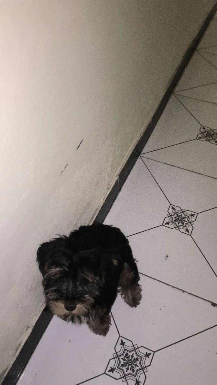 Vendo cachorro Yorkshire macho  - Foto 3