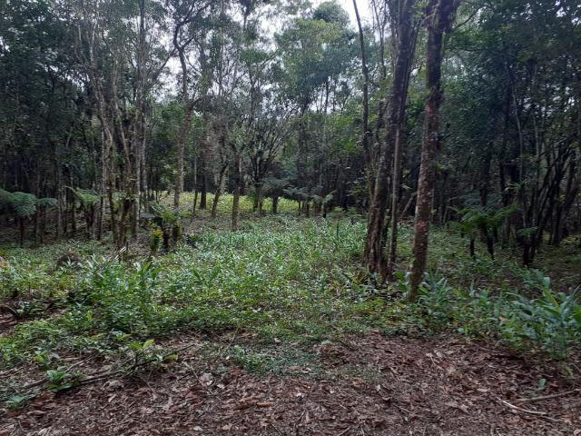 Chacara com 6,156 mts - Foto 15