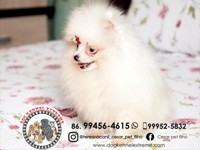 Spitz Alemão Anão Canil Teresina Lulu Da Pomerânia - Foto 6