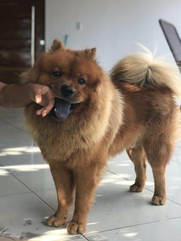 Chow-Chow - Foto 2
