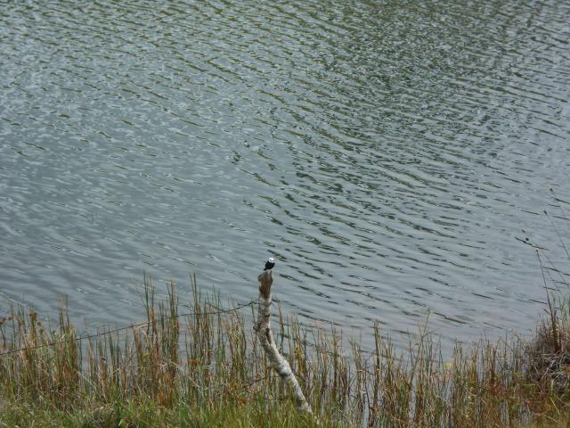 Fazenda de pecuária - Foto 11