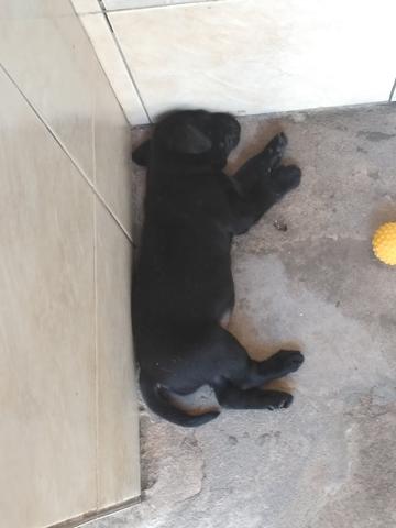 Vende_se filhotes de labrador - Foto 3