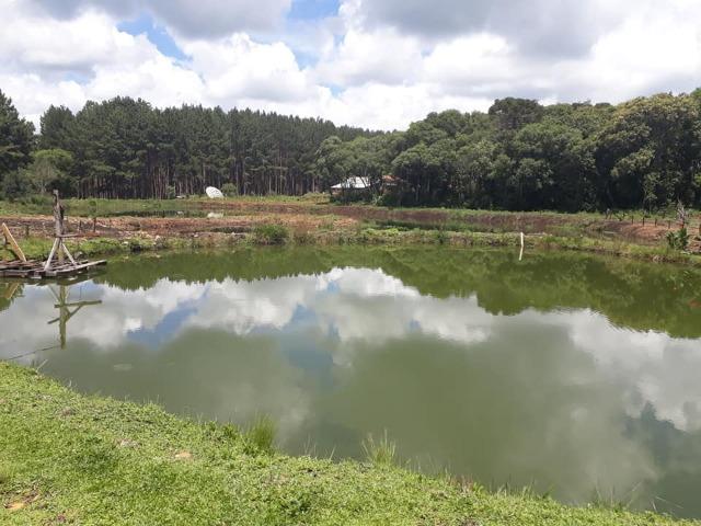 Linda Chácara 24.200 m2 ( 1 Alqueire) com 2 Casas - Palmas PR - Foto 7