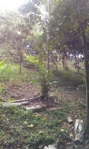 Sítio com 2 dormitórios à venda, 200000 m² por r$ 350.000,00 - santa terezinha - canela/rs - Foto 8