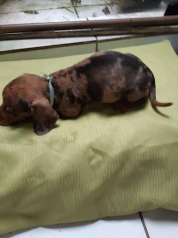 Basset - Foto 3