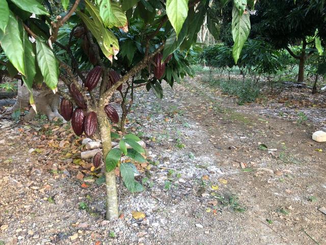 Fazenda produtora de Cacau em Linhares 70mil - Foto 4