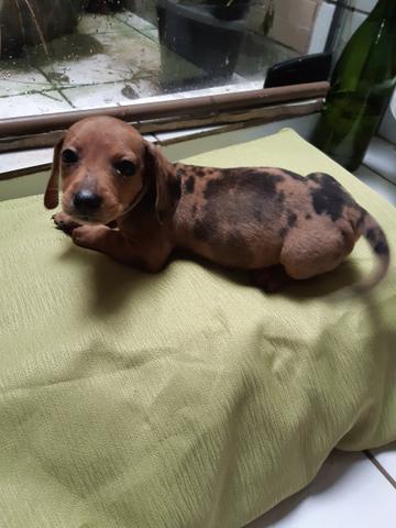 Basset - Foto 5