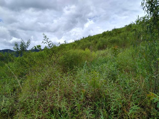 Sítio são Pau amarelo 5 Alqueires - Foto 13