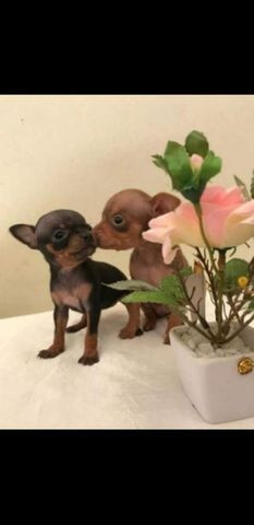 Pinscher filhotes disponível opção de cor e sexo