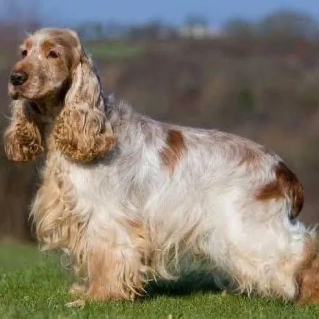 Vendo filhote de Cocker Spaniel Inglês  - Foto 4