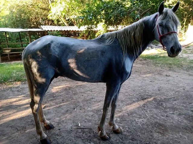 Capim mata éguas em Minas Gerais — CompreRural