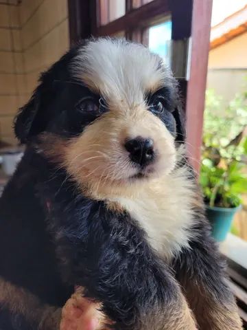 Bernese montain dog canil legal não pega sinal 