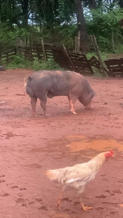 Marroa de primeira cria  - Foto 6