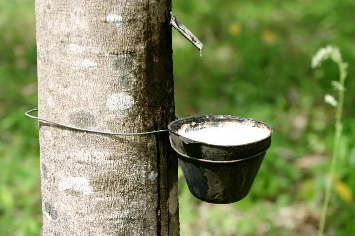 Sítio de Seringueira em Macaubal
