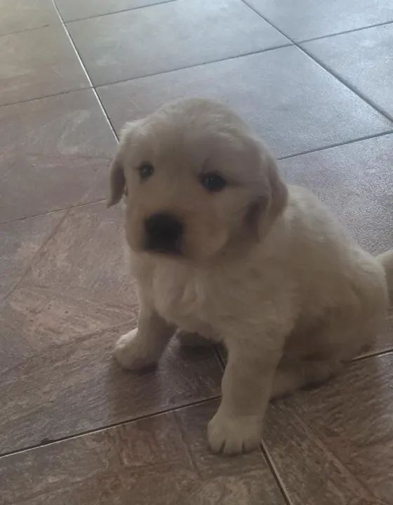  Golden Retriever - Foto 4