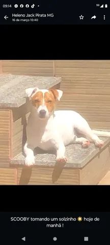 JACK RUSSEL TERRIER  - Foto 6
