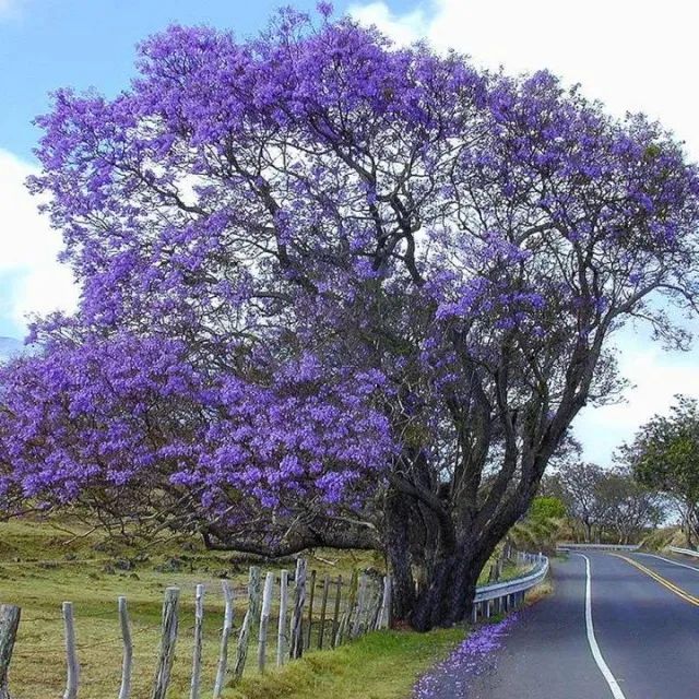  Jacarandá-mimoso ( Jacaranda mimosifolia) -vendo mudas - Foto 3