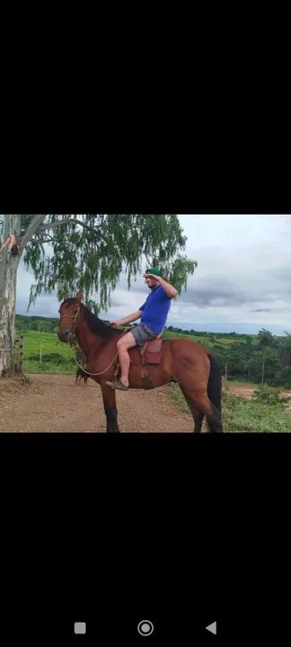 Cavalo Mangalarga marchador - Foto 3