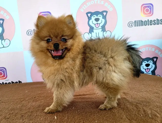 Spitz Alemão ( Lulu da Pomerânia) Anão macho - Pedigree CBKC - 12x sem juros