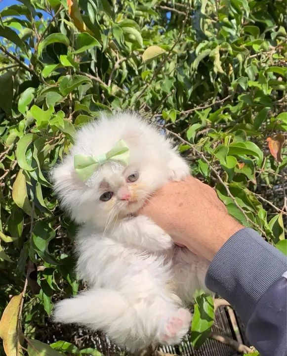 Gatinha persa branca  - Foto 3