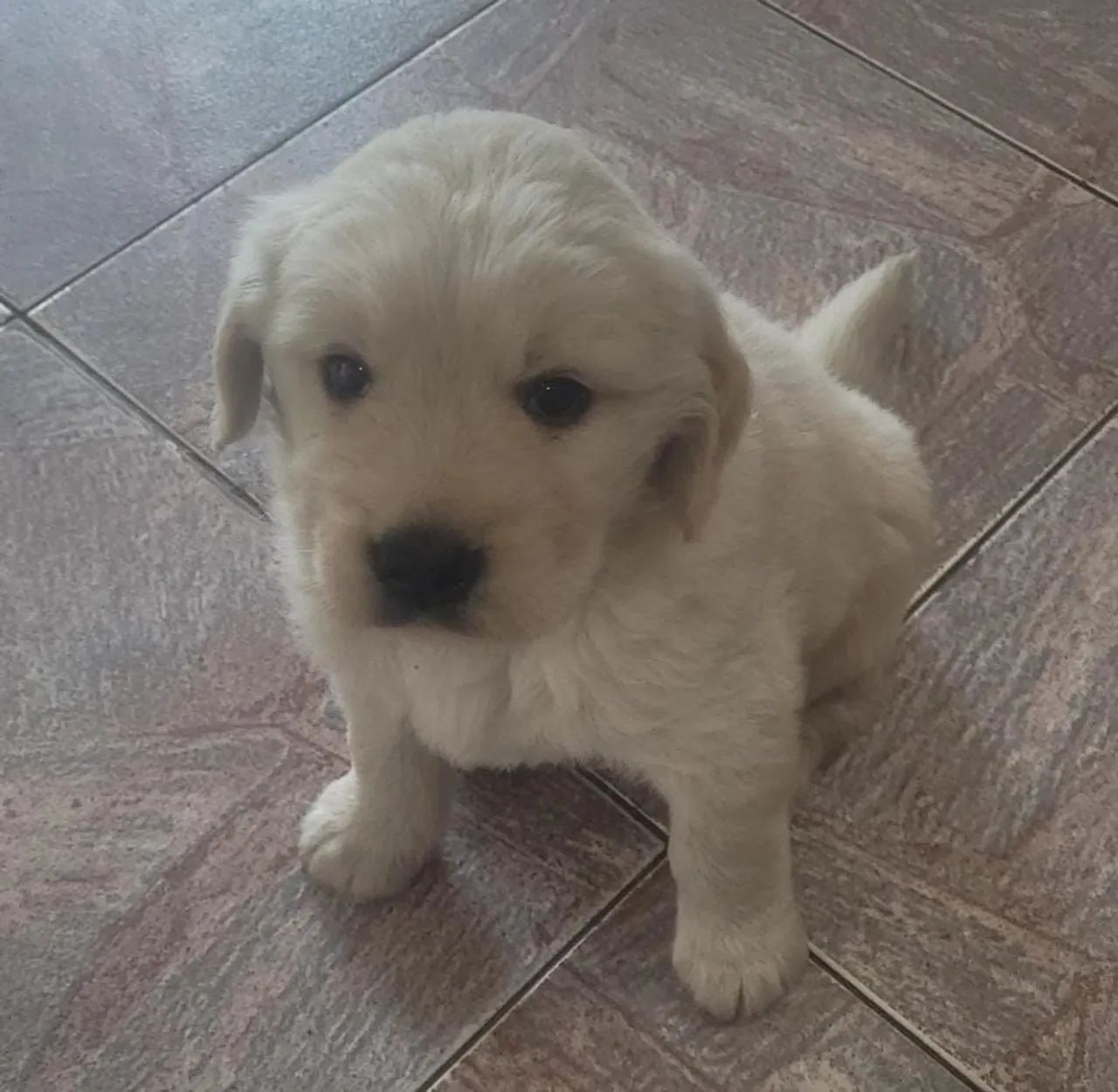 Golden Labrador Retriever Golden Retriever Puppies Done Deal Done
