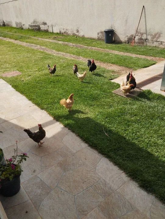 Galizé Galinhas e galos: 120 casal