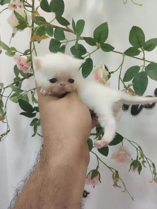 Lindos Filhotes de Persa e exótico 