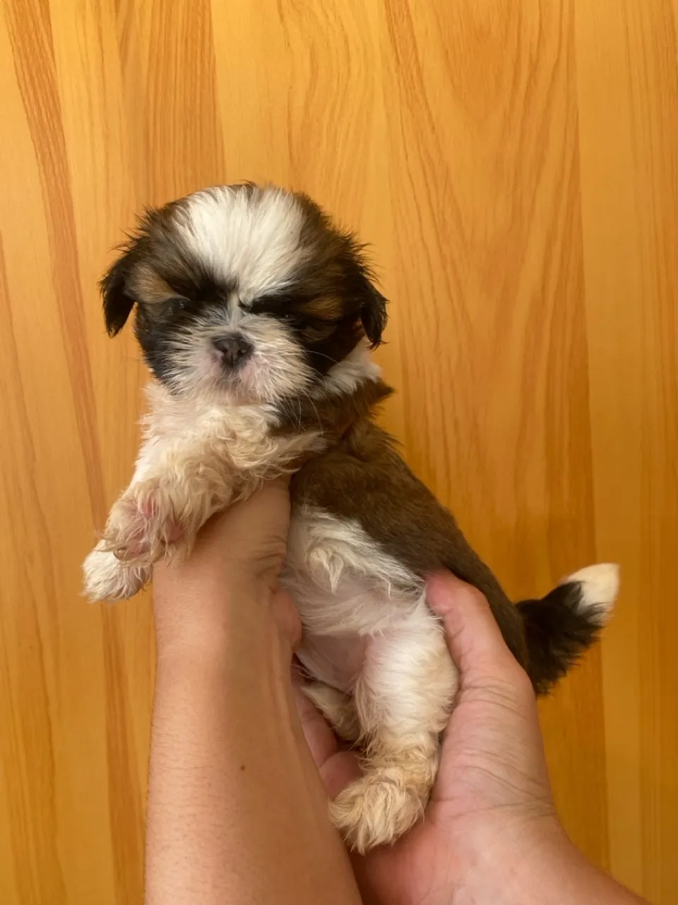 Filhote Shih Tzu Cachorro Fêmea Puro