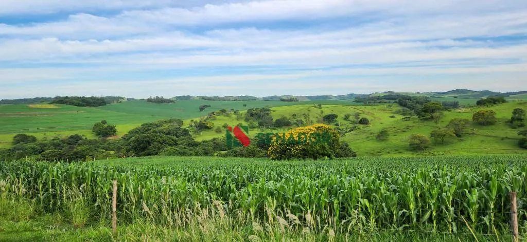 Fazenda à venda, 171 Alq-SP por R$ 43.000.000 - Jataizinho - Jataizinho/PR - Foto 5