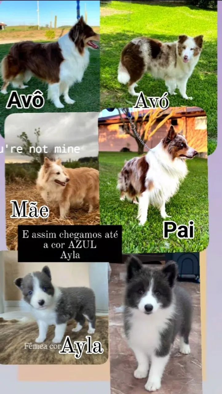 Border collie filhotes 