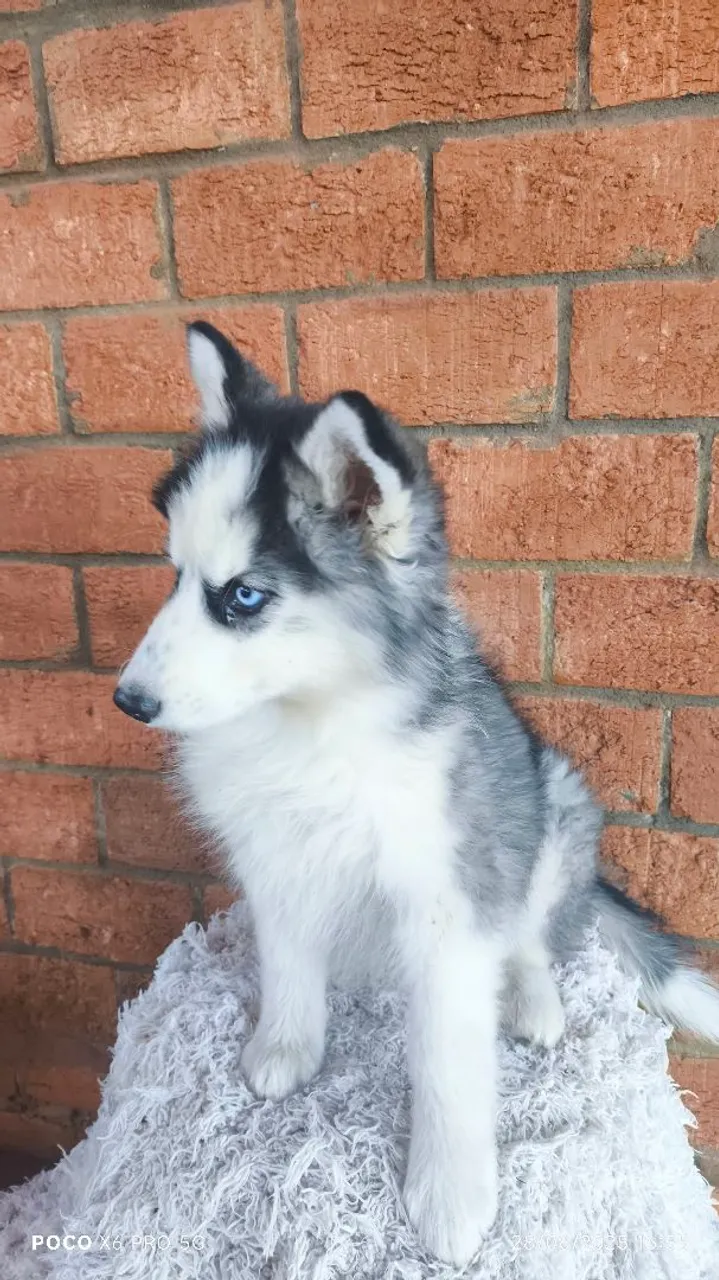 Filhote de Husky Siberiano para venda.