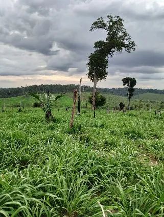 FAZENDA REGIAO DE CAJAZEIRAS ITUPIRANGA-PARÁ