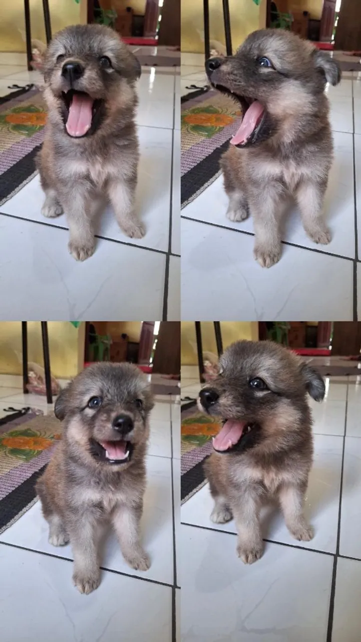 Cruzado com husky