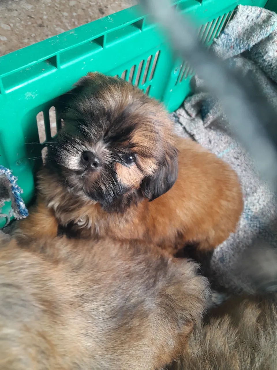 Filhote Shih Tzu mini femea fofa e adorável