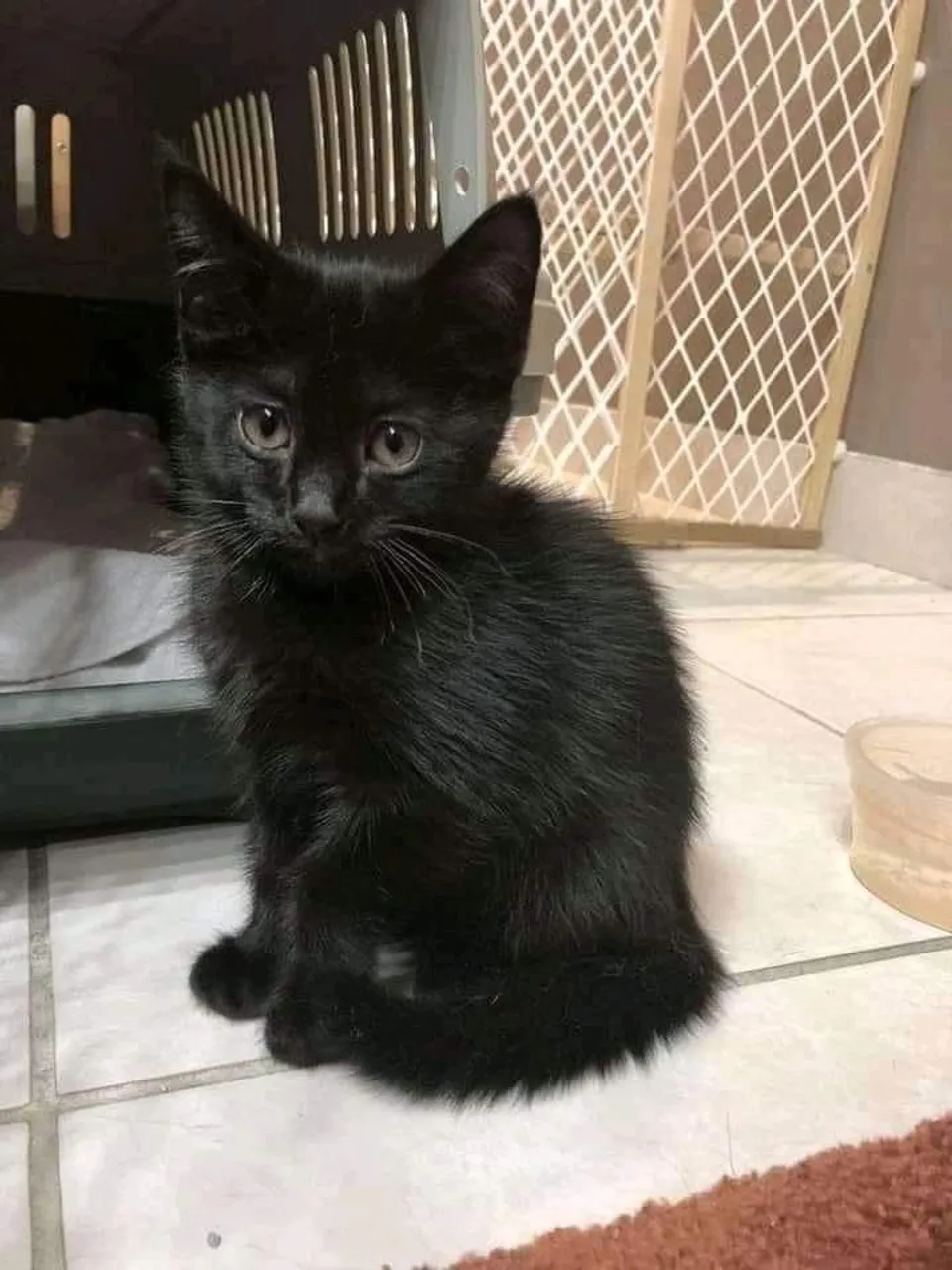 Gatinho preto para adoção