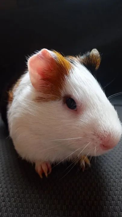 Porquinho da inda fofinho para adoção