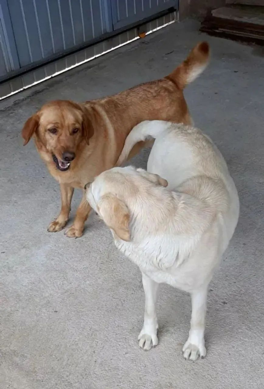 Casal de labrador retriever - Foto 3