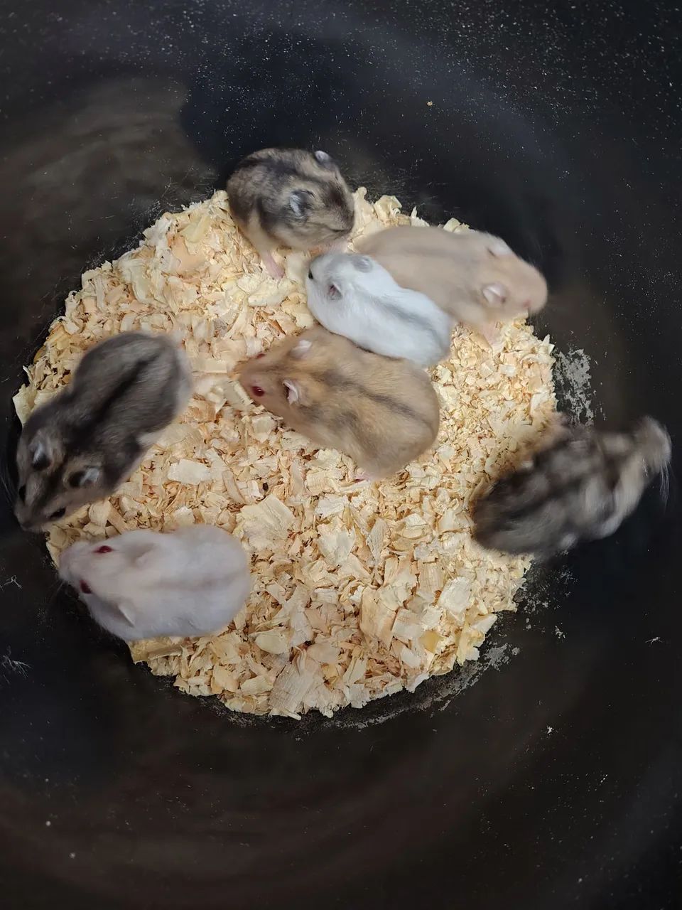Filhotes de hamster Anão Russo (Chinês)