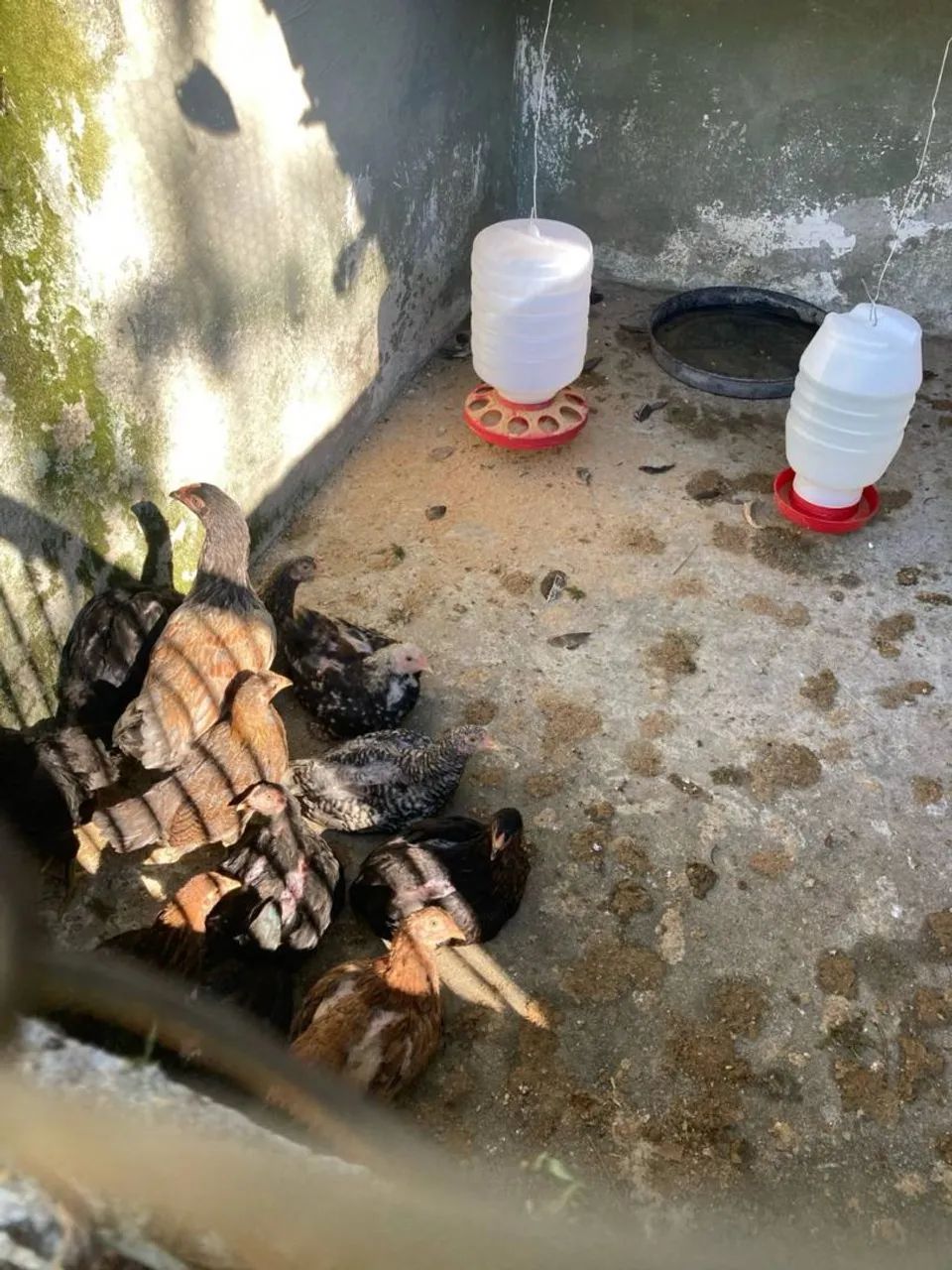Vende se galos e galinhas caipiras  - Foto 3
