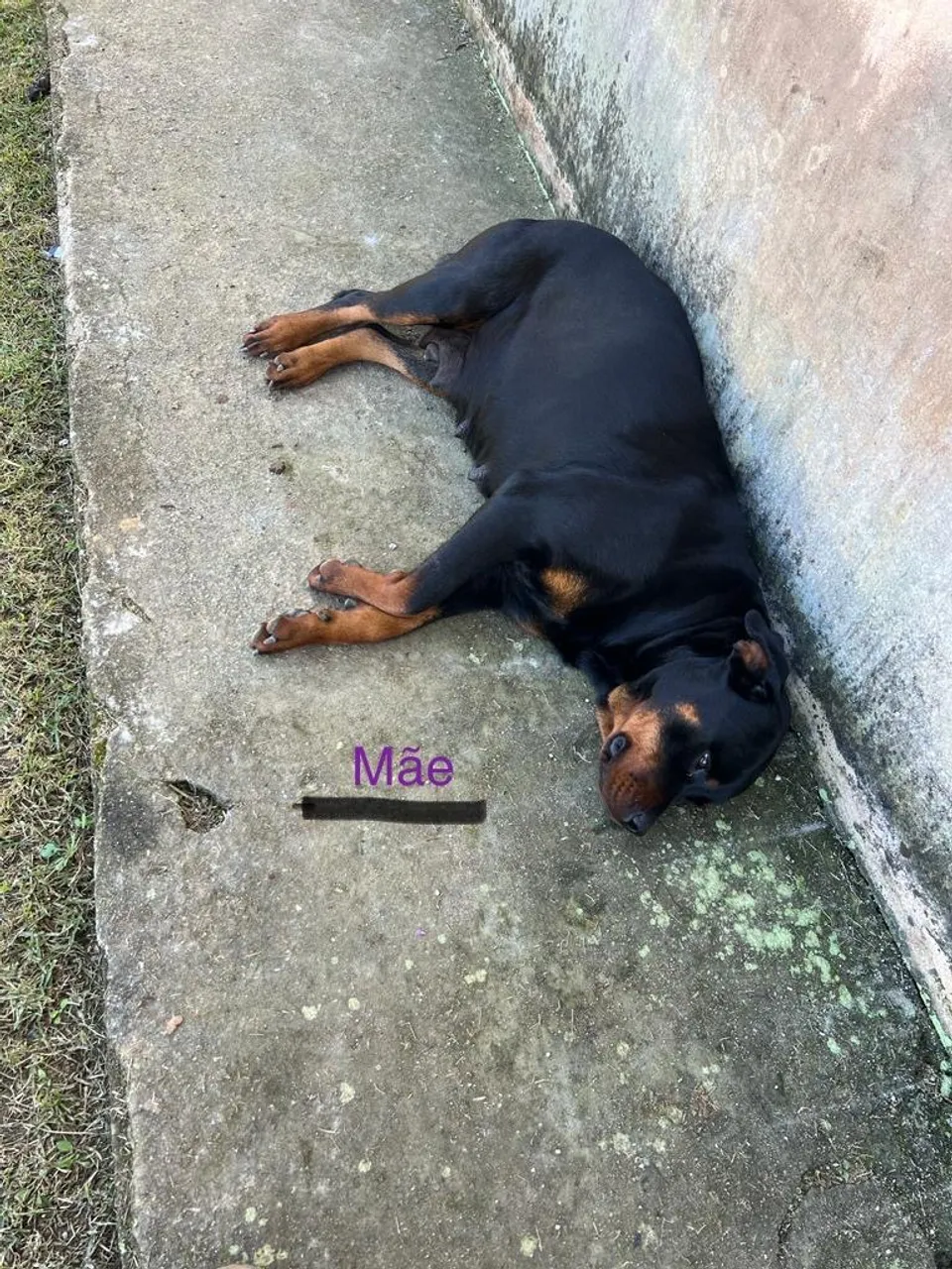 Filhote de Rottweiler